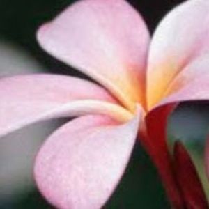 Meet your Posher, Simran